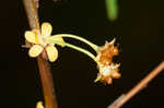 Thunberg's meadowsweet